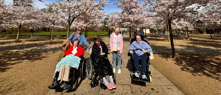 Cherry Blossoms