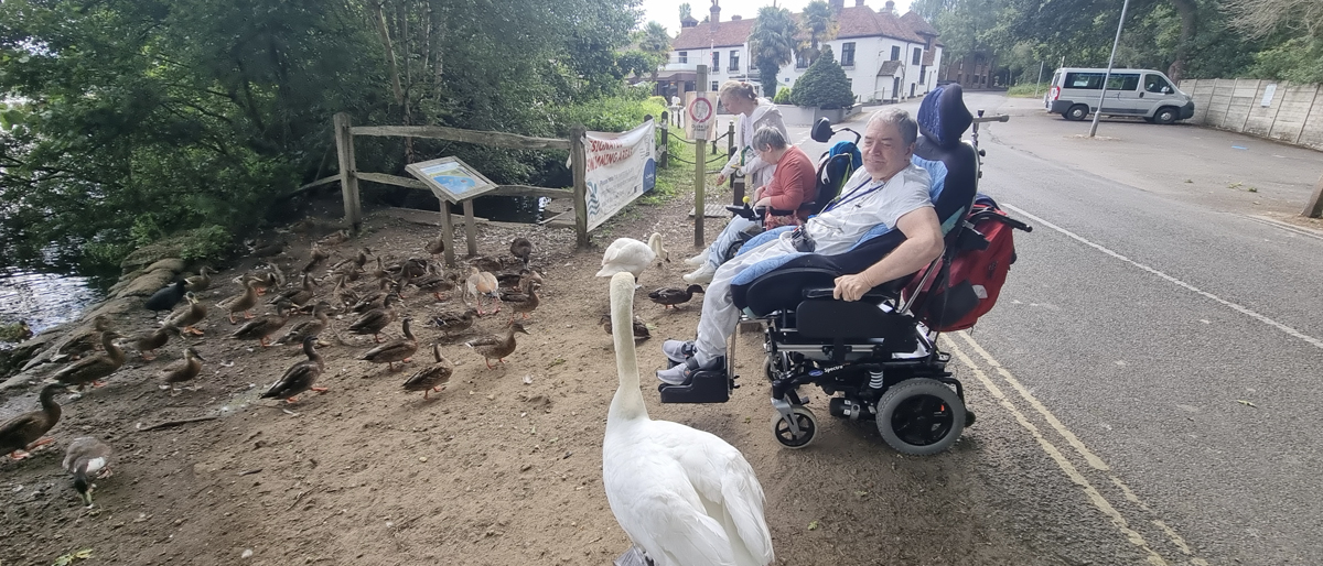 Feeding the Swans and Ducks